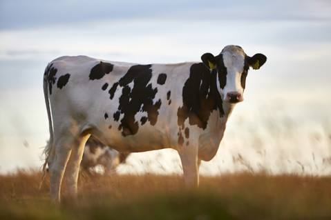 Sostenibilidad en Arla